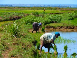 Rizière Madagascar